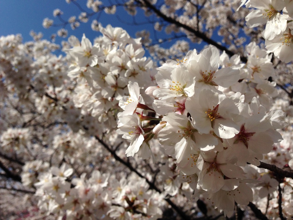 桜