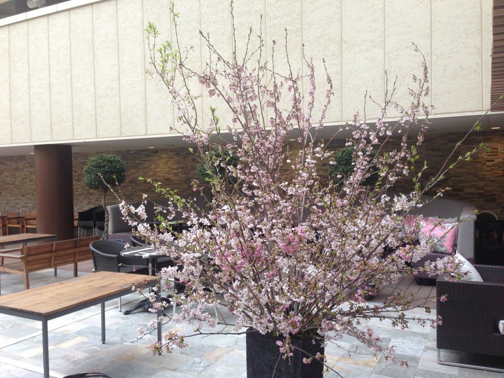 桜の彩り
